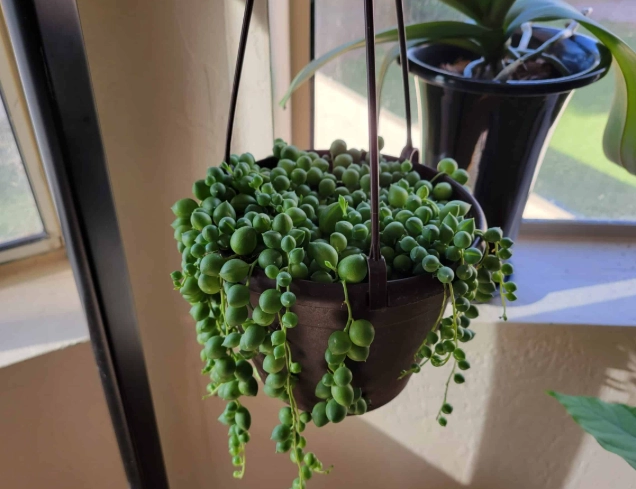 string of pearls plant care