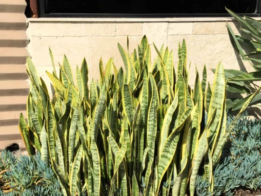 snake plant watering
