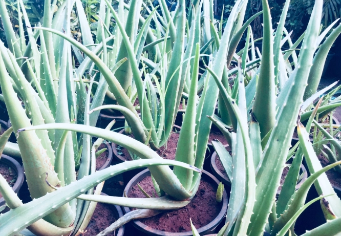 aloe vera repotting