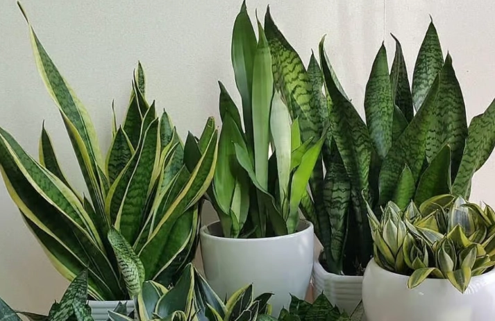 snake plant care