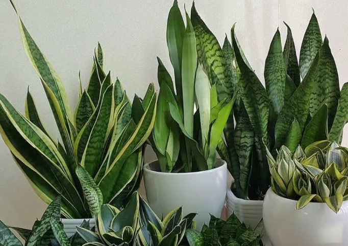 easy indoor plants