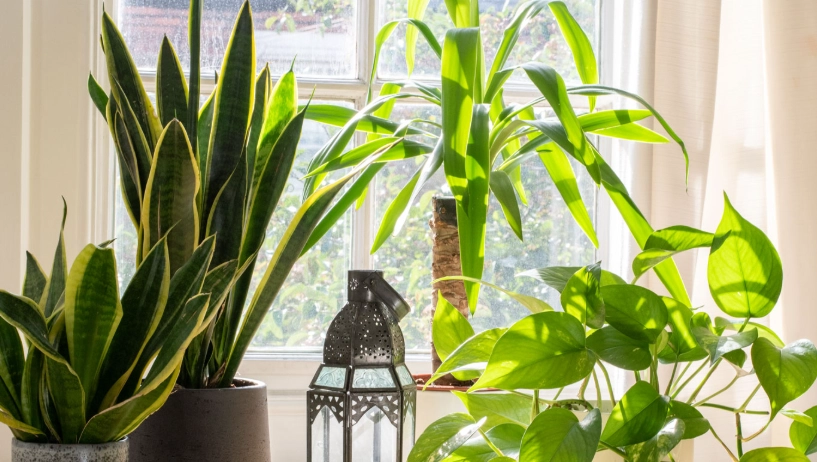 easy indoor plants