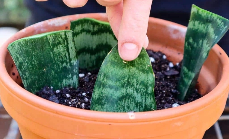 propagating snake plant in water