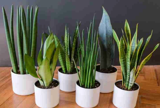how to care for a snake plant