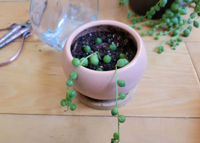 how to propagate string of pearls