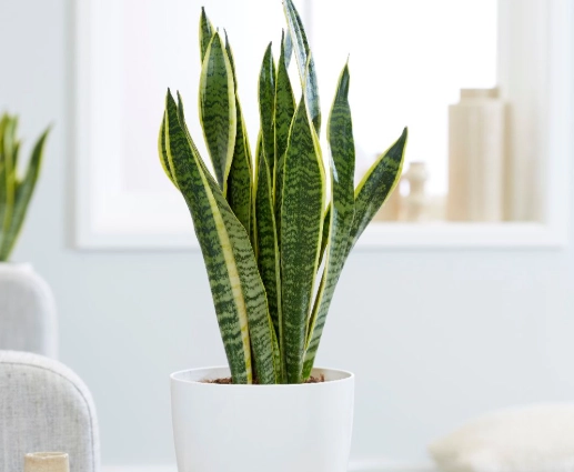 divide sansevieria divide sansevieria