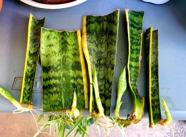 propagating snake plant in water