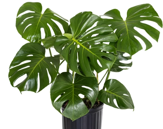 Monstera adansonii care
