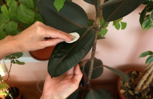 rubber plant watering