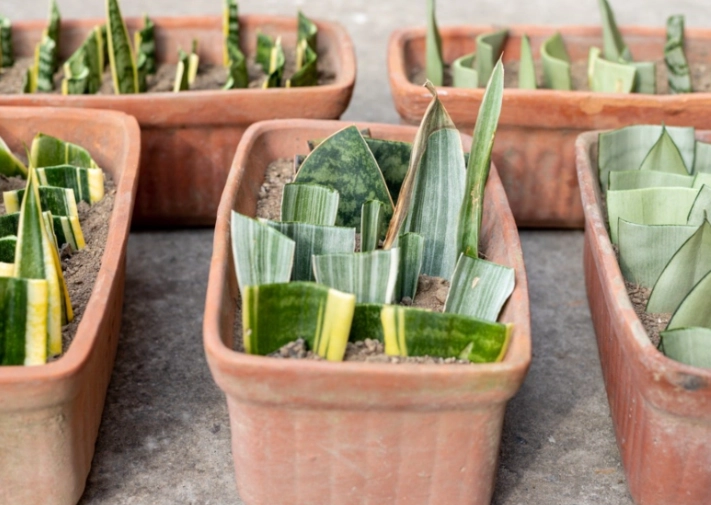 propagate snake plant