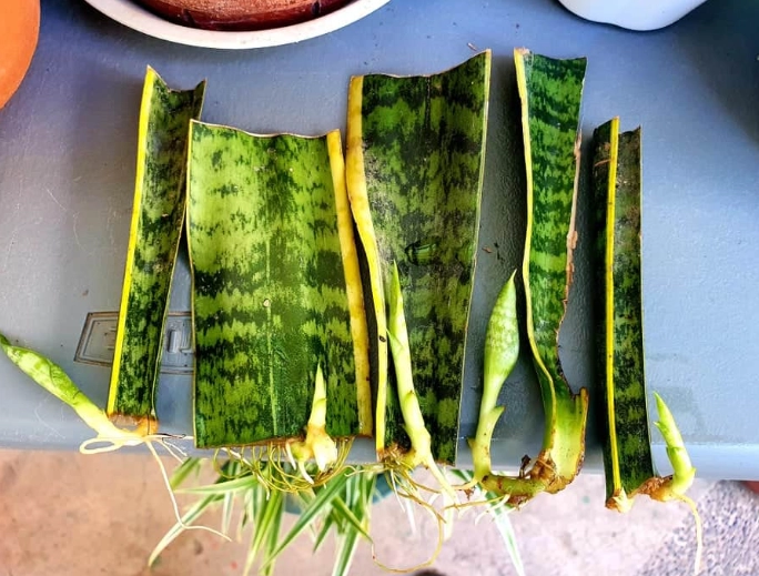 propagate snake plant