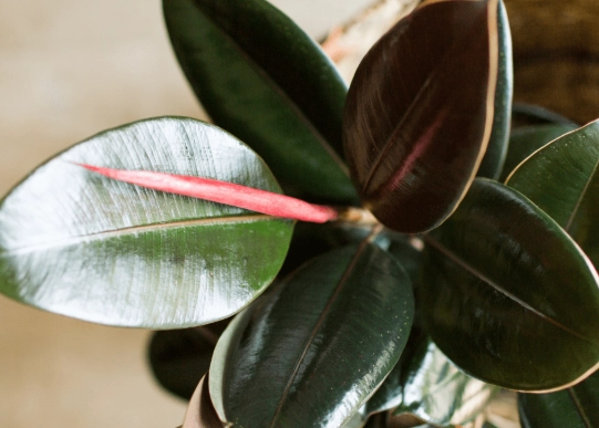 rubber plant watering