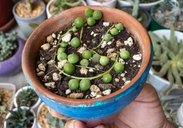 string of pearls propagation