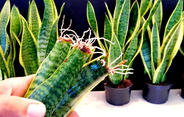 snake plant care