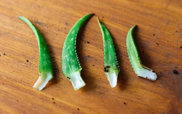 how to root aloe vera