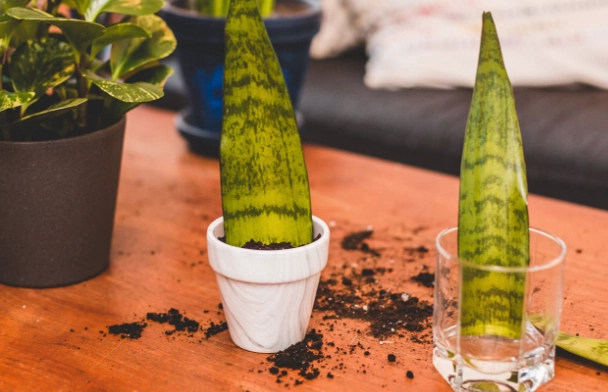 snake plant propagation