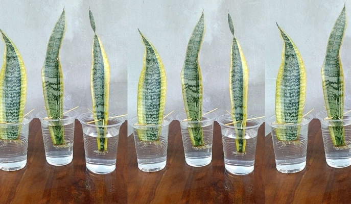 snake plant propagation