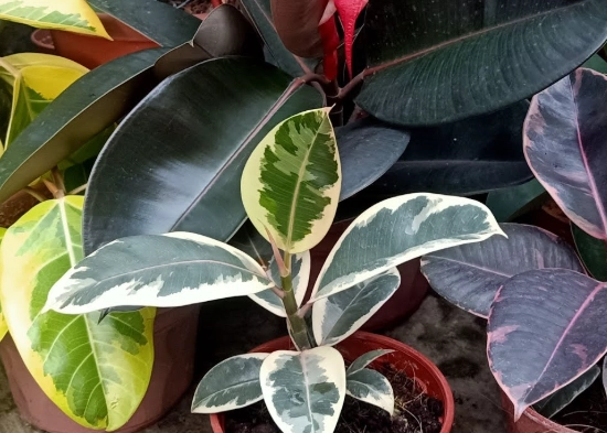 indoor rubber tree problems