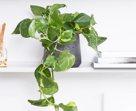 trailing houseplant care