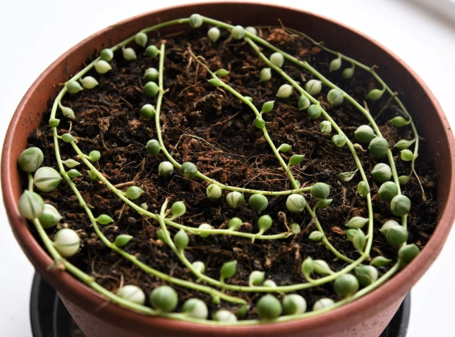 string of pearls propagation