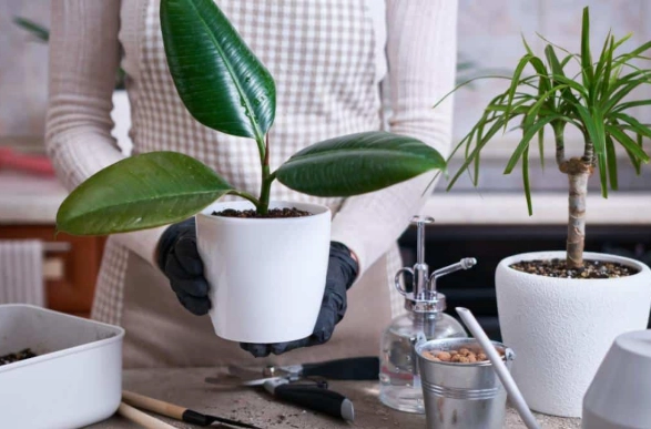 rubber plant watering