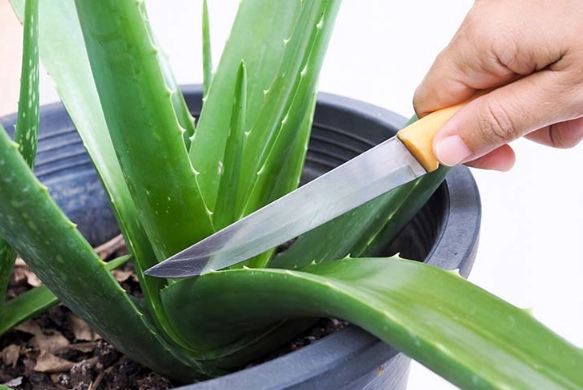 how to root aloe vera