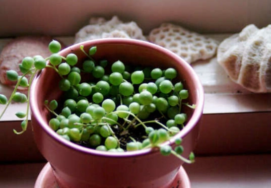 succulent propagation guide