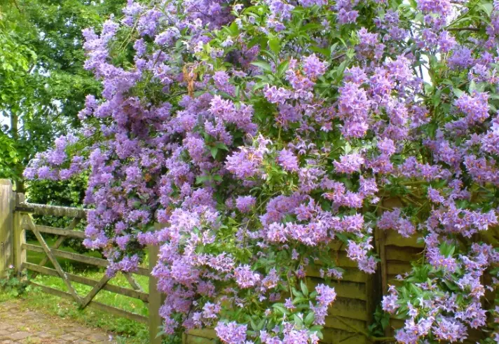 sweet potato vine plant