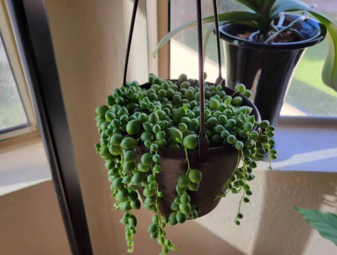 pearls plant cuttings