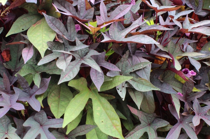 sweet potato vine plant