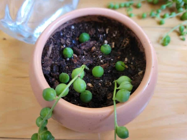pearls plant cuttings