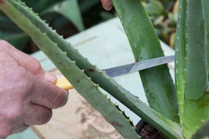 propagate aloe vera