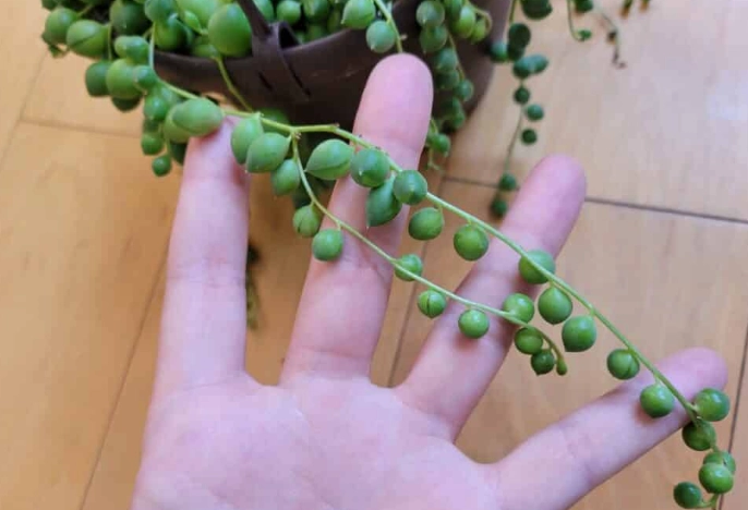 string of pearls propagation