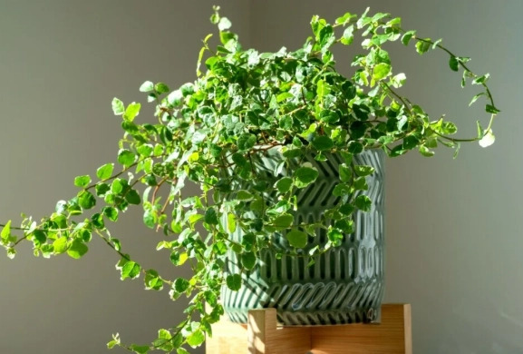 air purifying vines