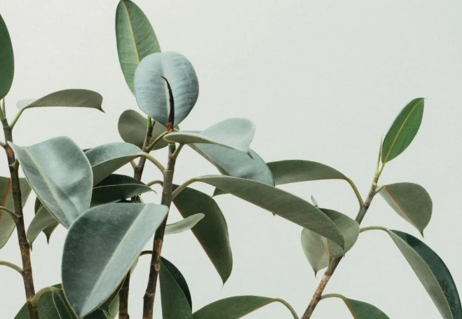 rubber plant watering