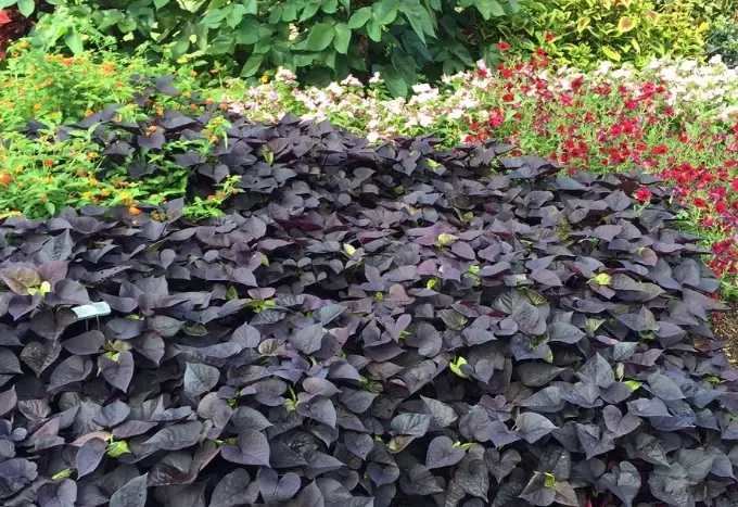growing potato vine