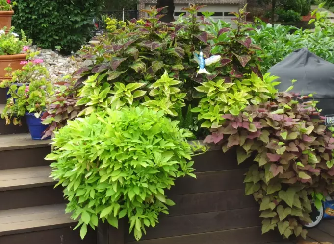 growing potato vine