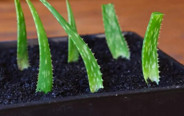 propagate aloe vera