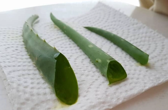 how to root aloe vera