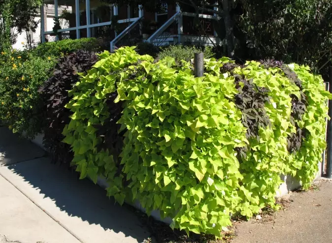 potato vine care