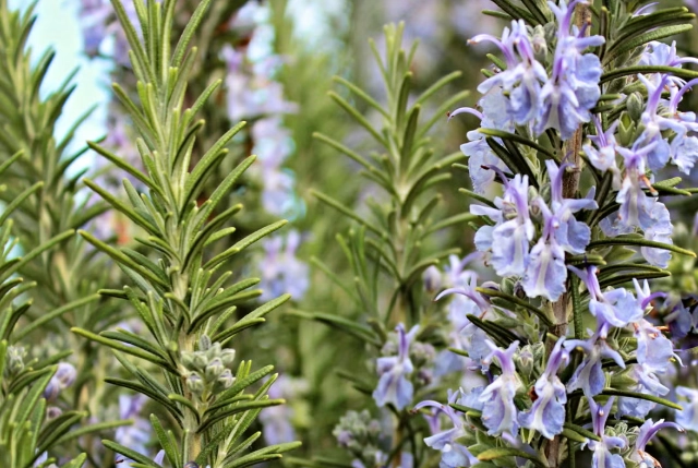 rosemary plant care