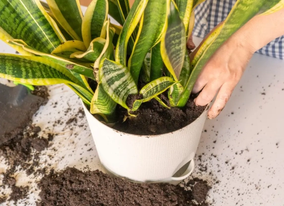 best soil for snake plant