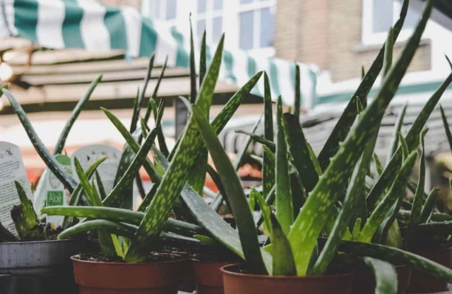 grow aloe vera