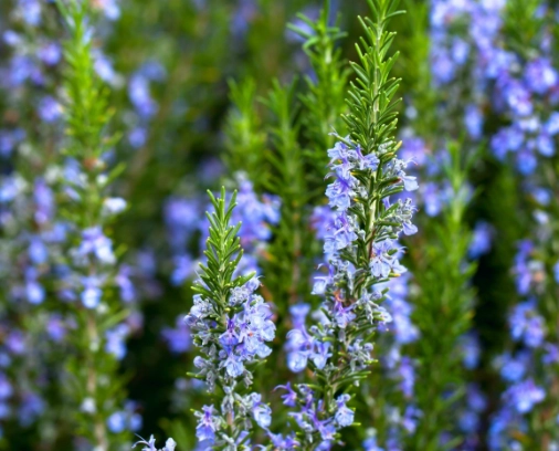 how to grow rosemary
