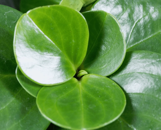 baby rubber plant care