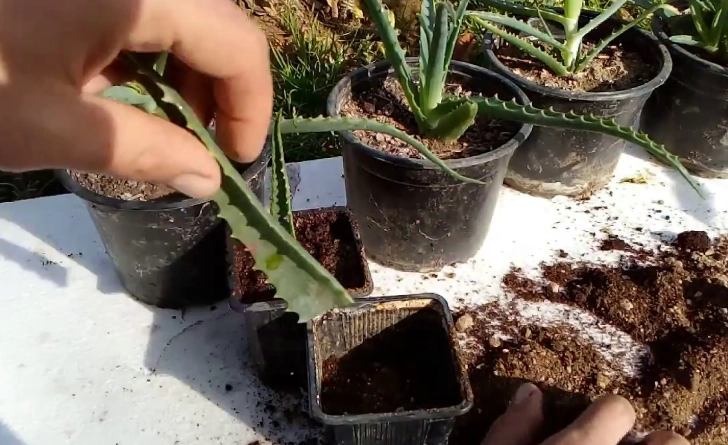 aloe vera plant care
