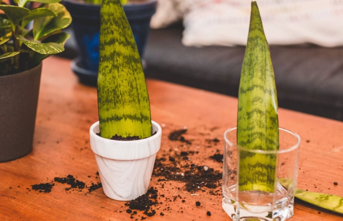 how to repot snake plant