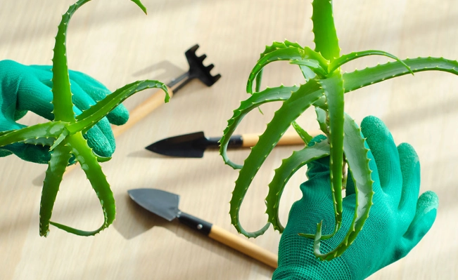 aloe vera offshoots
