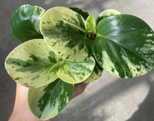 peperomia obtusifolia