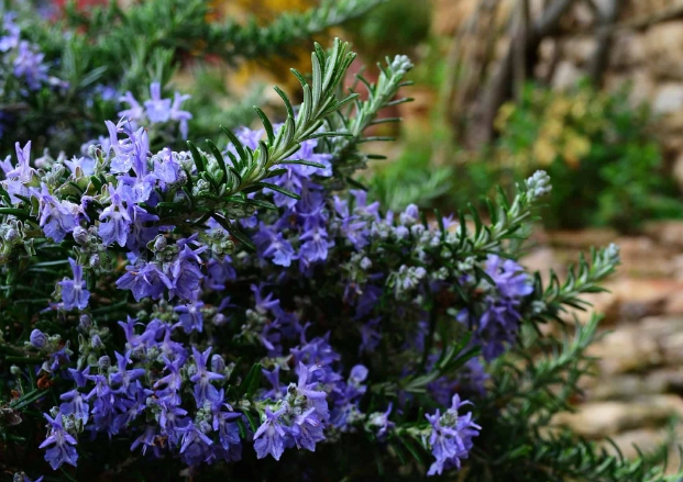 rosemary plant care